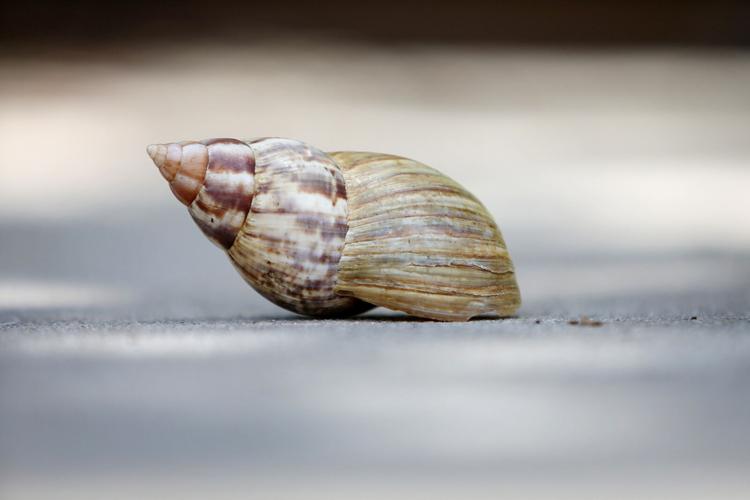 More than 1,000 invasive giant African snails captured in Florida
