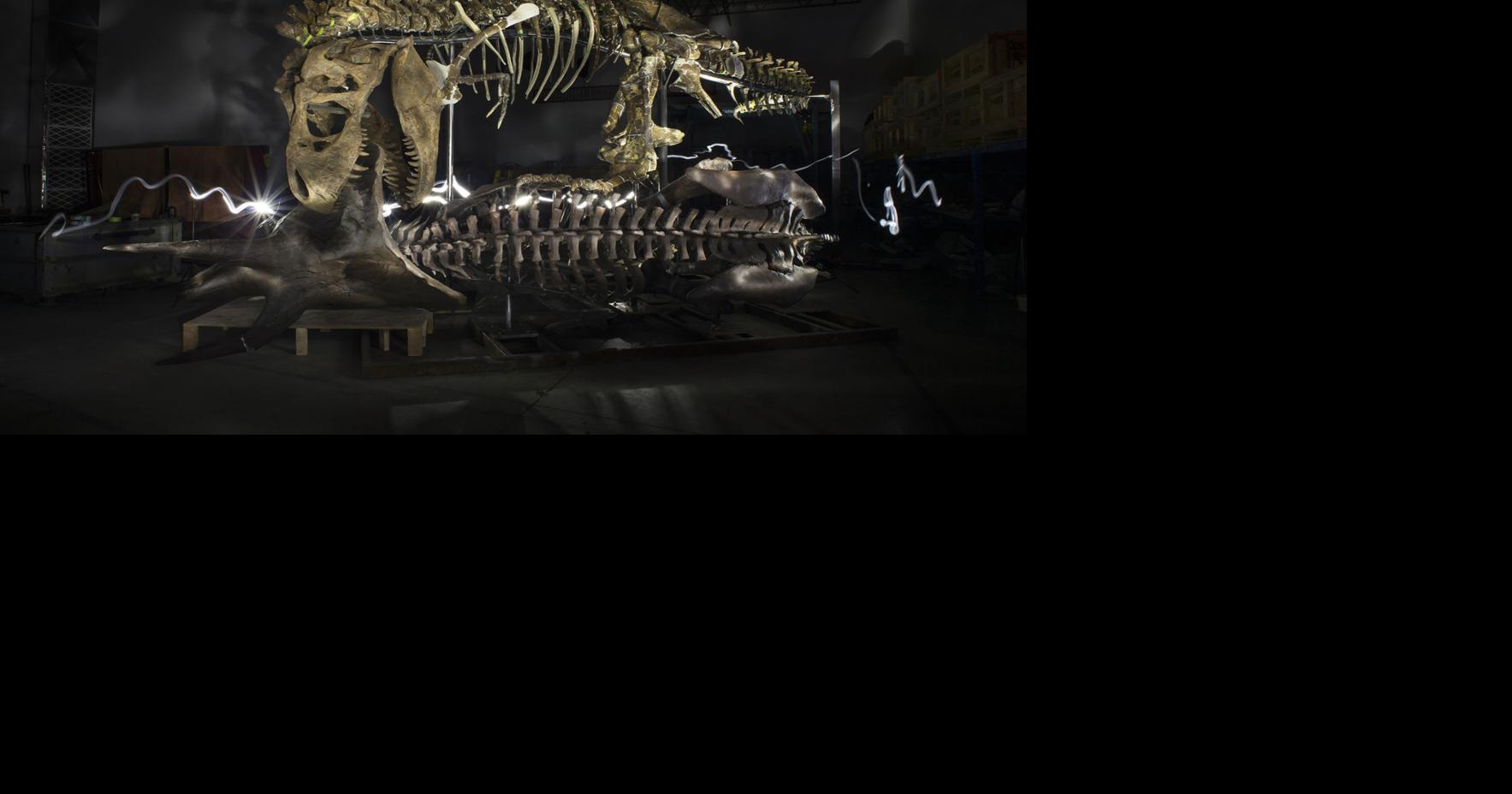 ‘Nation’s T. rex’ stands upright for first time in 65 million years ...