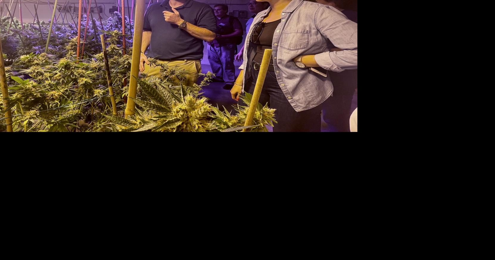 Demand for sustainable cannabis grows before 2022 legislative session | Business