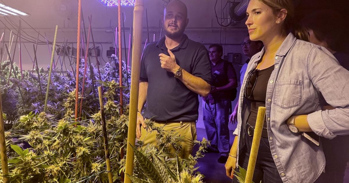 Demand for sustainable cannabis grows before 2022 legislative session | Business Demand for sustainable cannabis grows before 2022 legislative session | Business