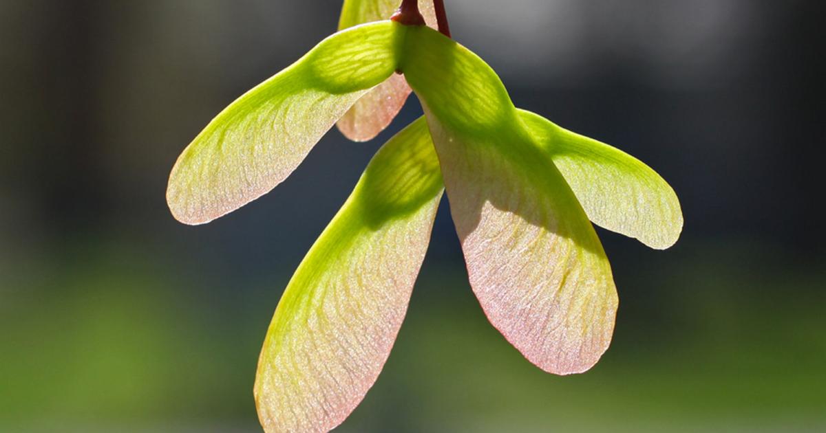 Tree Stress About To Create Large Crop Of Helicopters Arts And Life Nny360 Com Tree Stress About To Create Large Crop Of Helicopters Arts And Life Nny360 Com