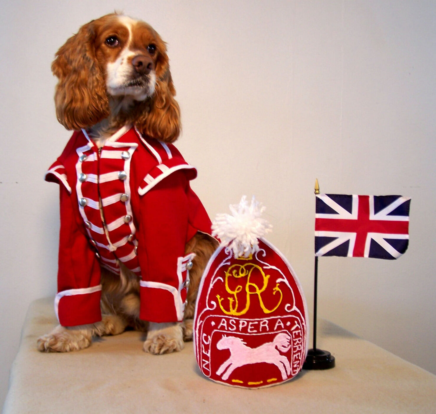 Beloved Fort Ontario canine mascot dies at age 17 - Vimarsana News