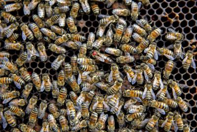 Refrigerated ‘queen banks’ could help save honeybees