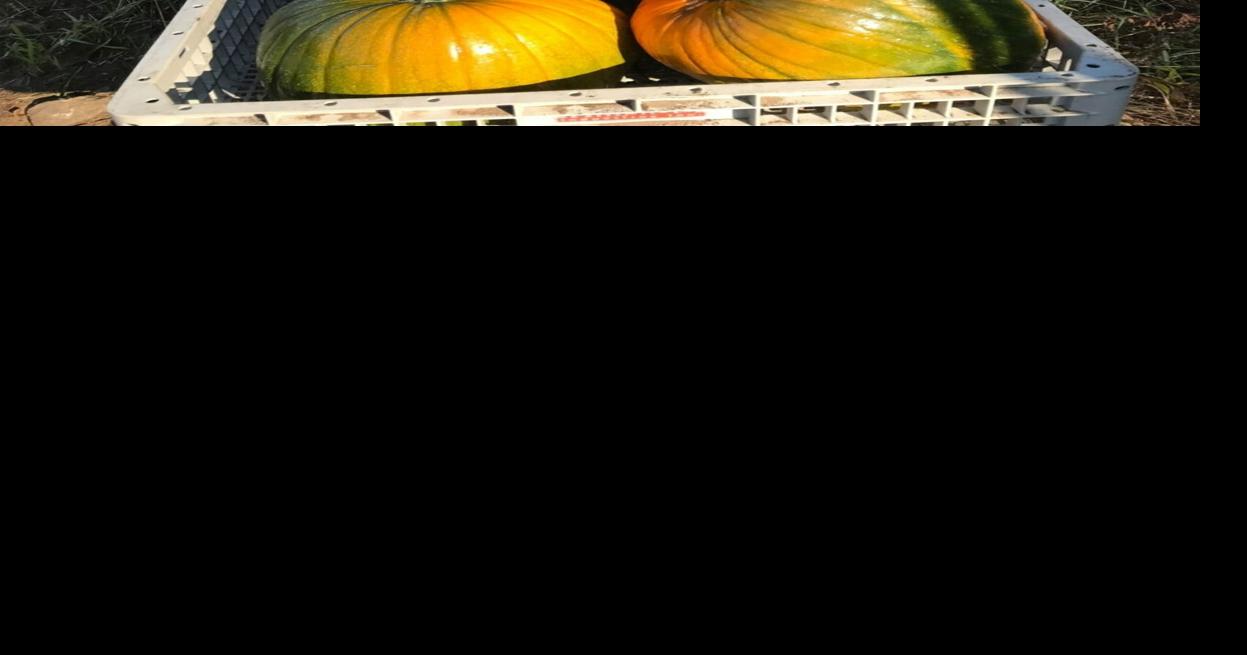 Compost your pumpkins St. Lawrence County