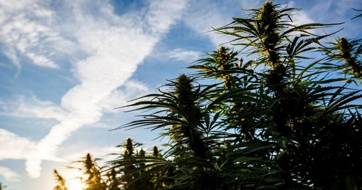 Cannabis Farmers Alliance warns New York industry could fail in a year without help for ailing growers - Vimarsana News