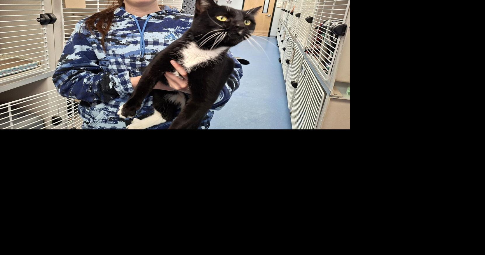 For SPCA, spay and neuter services are mission critical