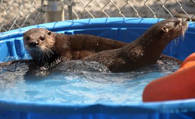 Zoo Passes Usda Follow Up Review News Nny360 Com