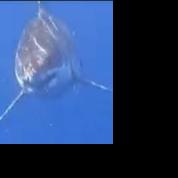 The pair were looking for mahi mahi, but instead found a great white shark - Vimarsana News
