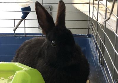Pet of the week
