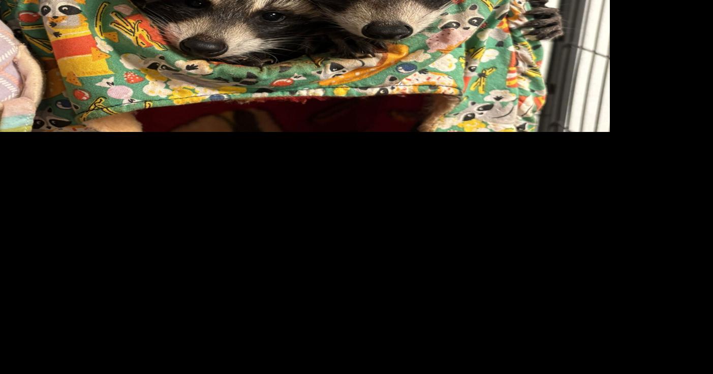 Central N.Y. couple is dedicated to saving raccoons