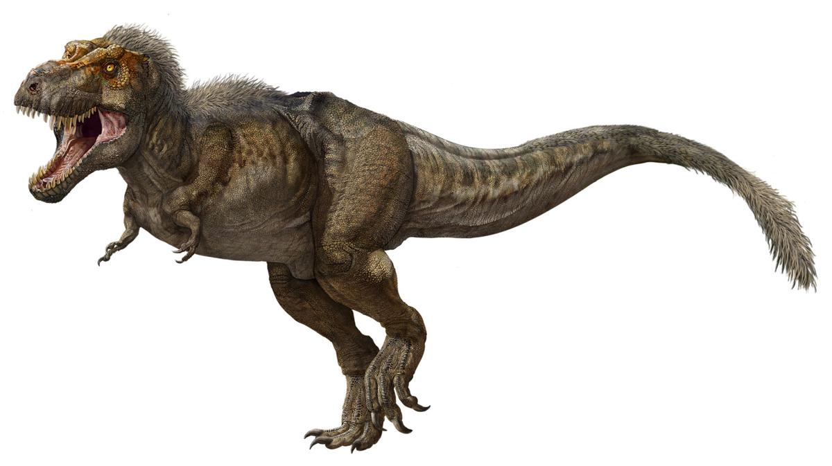 Science&#39;s biggest star T. Rex | News | nny360.com