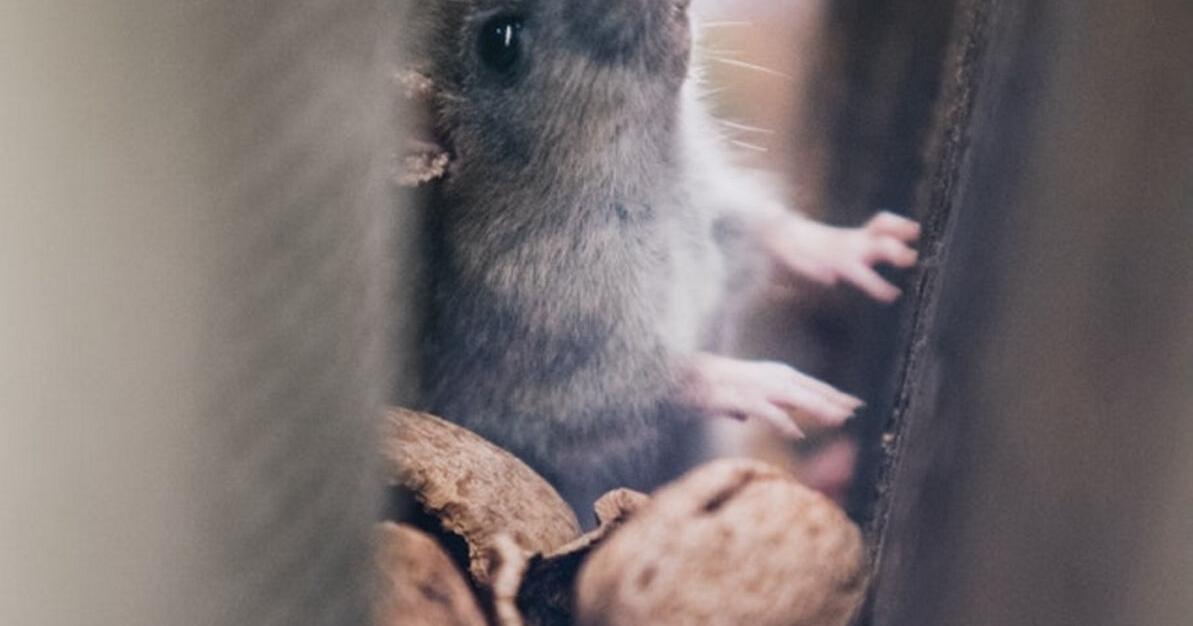 Dear Aggie: How to manage home pests | Home and Garden Dear Aggie: How to manage home pests | Home and Garden