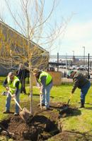 Ogdensburg marks Arbor Day with tree planting