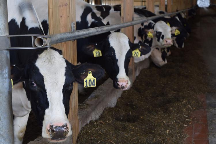 Stauffer Farms in North Lawrence hosting virtual dairy tour this week
