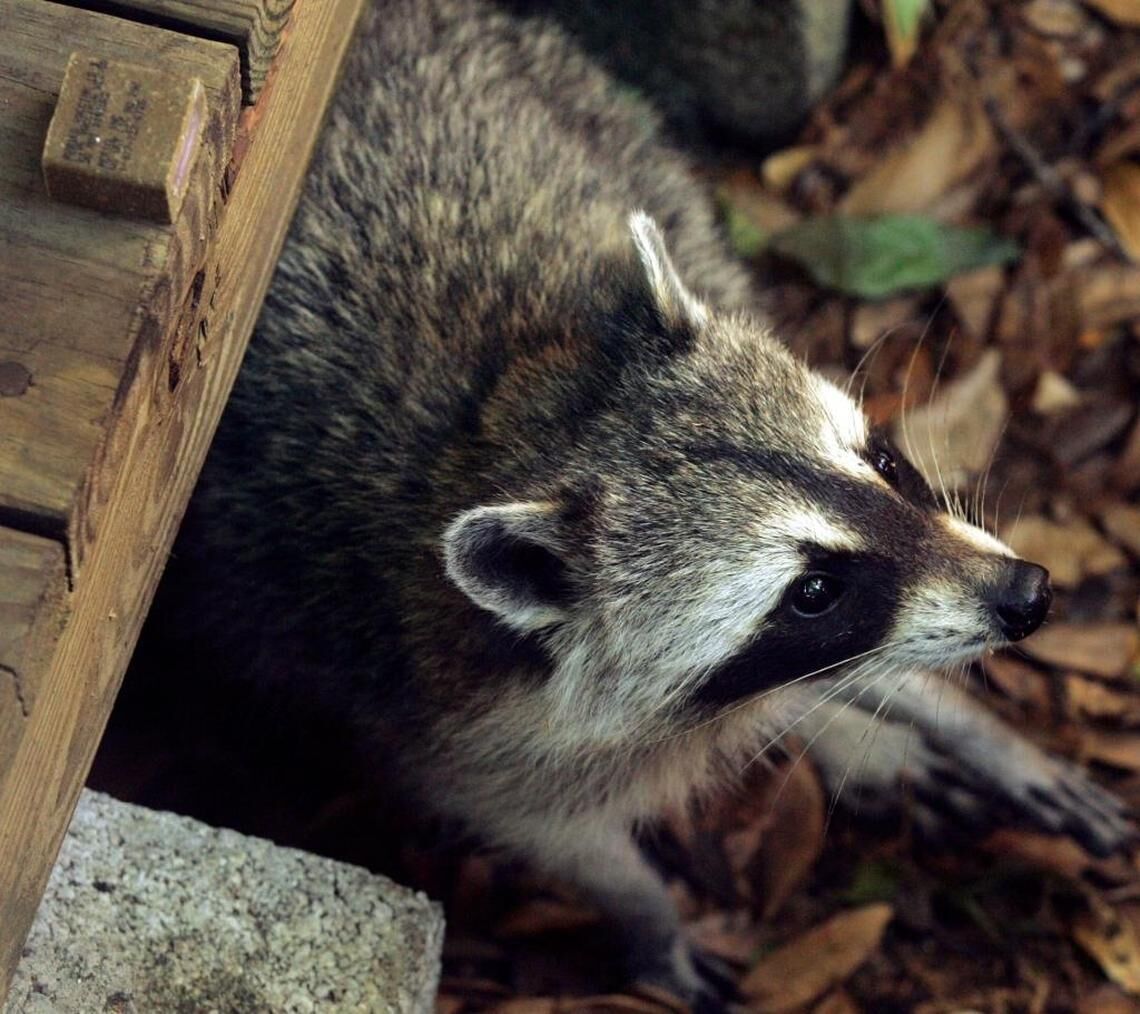 Two raccoons test positive for rabies in Lewis County | Lewis County ...