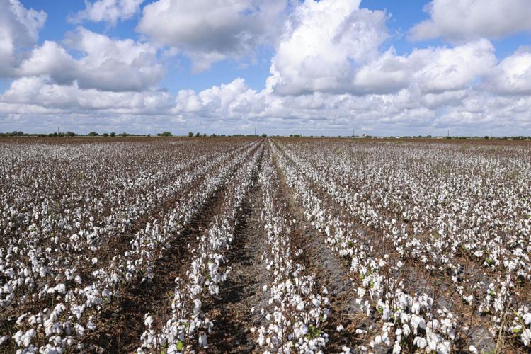 Recordbreaking Texas drought withers cotton crop Agriculture