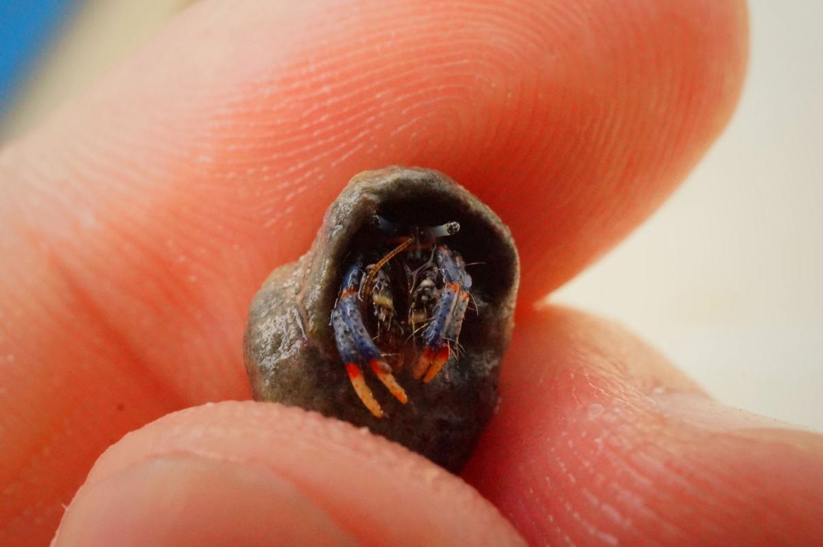 What Happens When Hermit Crabs Confuse Plastic Trash For Shells