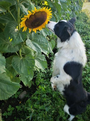 Sun(flower) worshipper