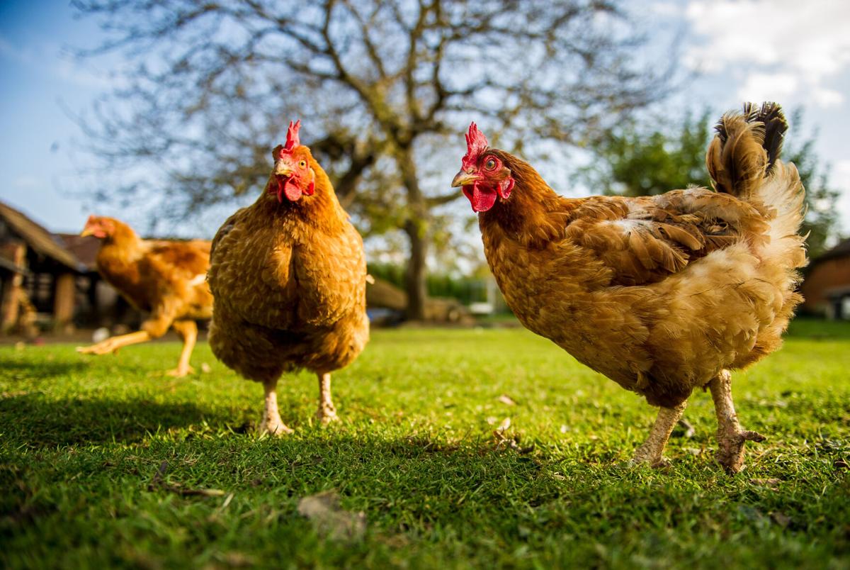 Potsdam Considers Law Allowing Chicken Raising Pets Nny360 Com