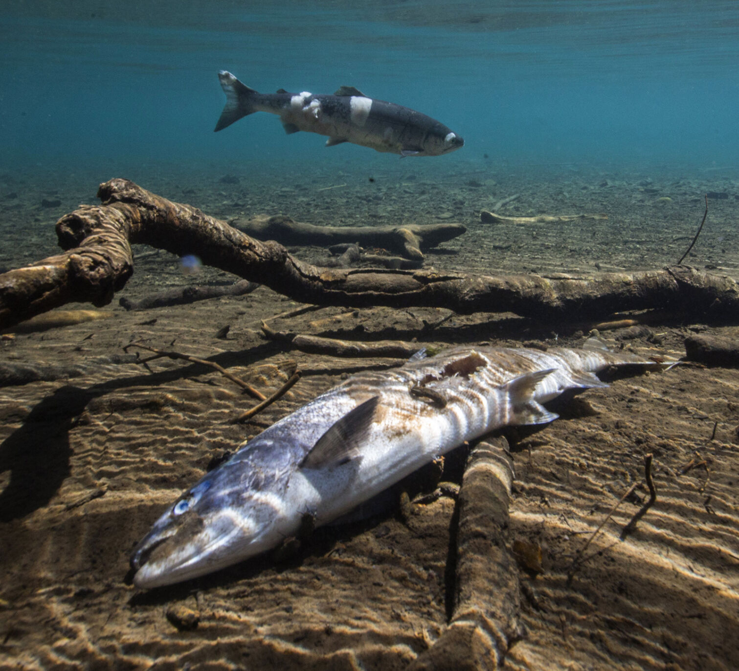 Pacific Northwest heat wave sets up 'grim' migration for salmon | News - Vimarsana News