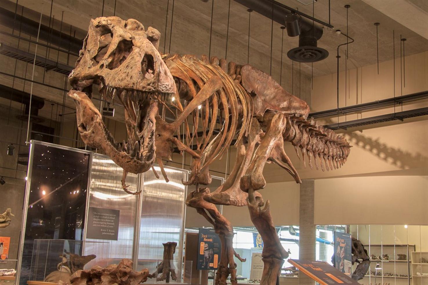 first t rex