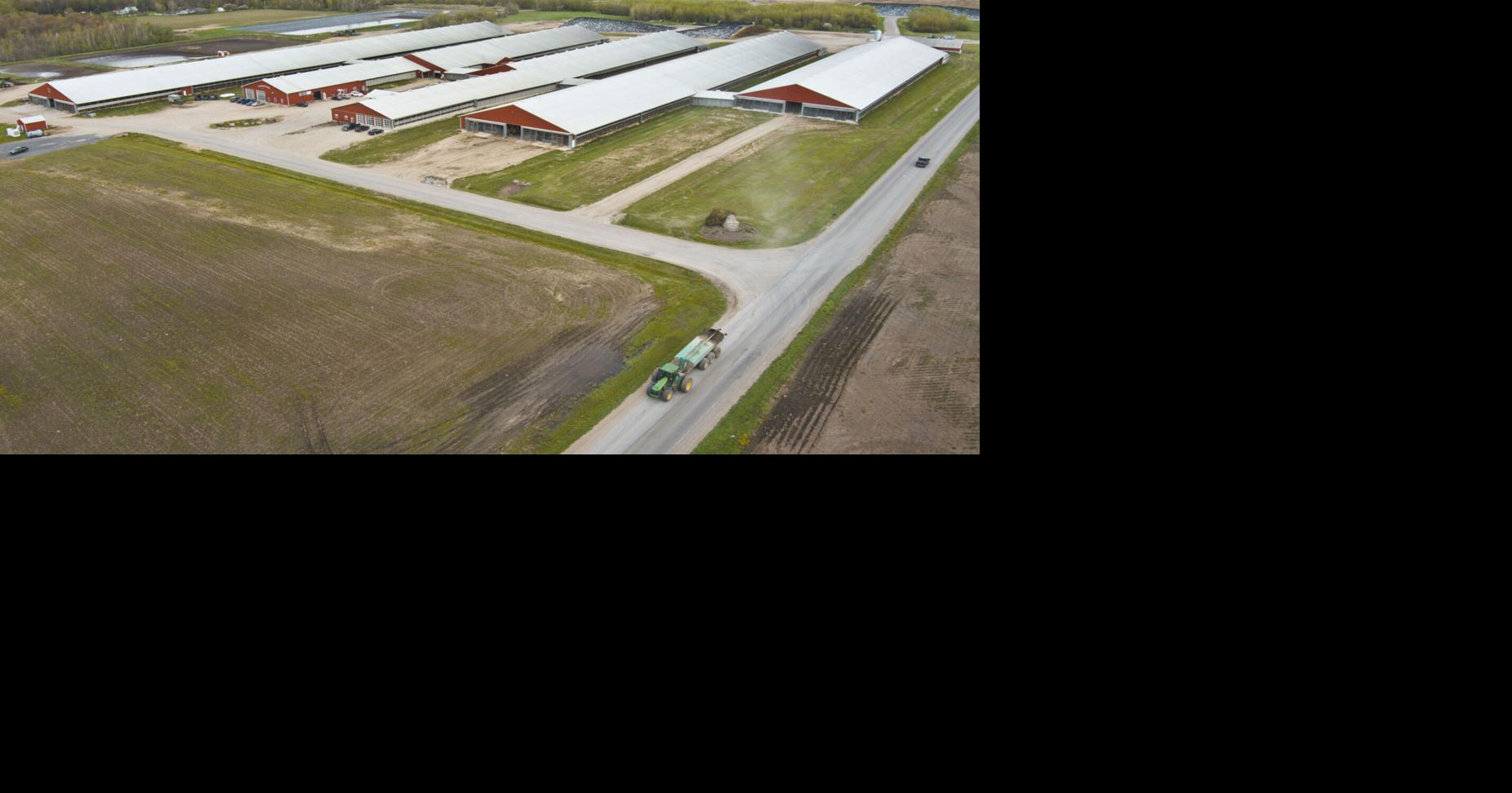 Stauffer Farms in North Lawrence hosting virtual dairy tour this week ...