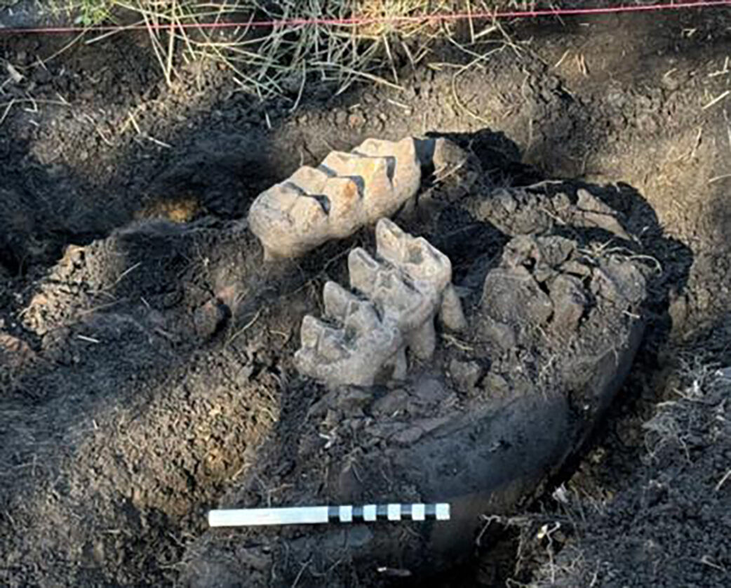 Complete Mastodon Jaw Found In New York Backyard | Arts And ...