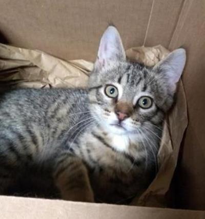Pet of the week