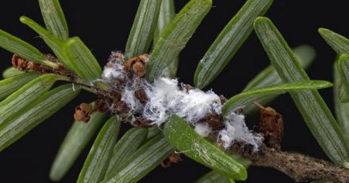 Hamlok Insect Hikes to help educate about danger of invasive hemlock insect ...