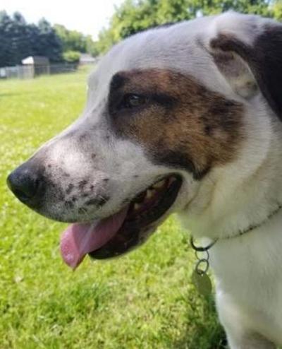 Pet of the week