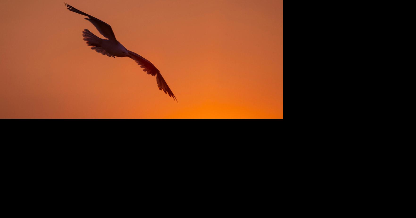 Read More ⇒Smoky summer skies could be ‘new normal’ in Upstate N.Y. due to climate change