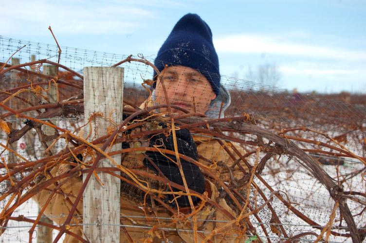 Frigid picking to produce sweet wine at Lowville vineyards News