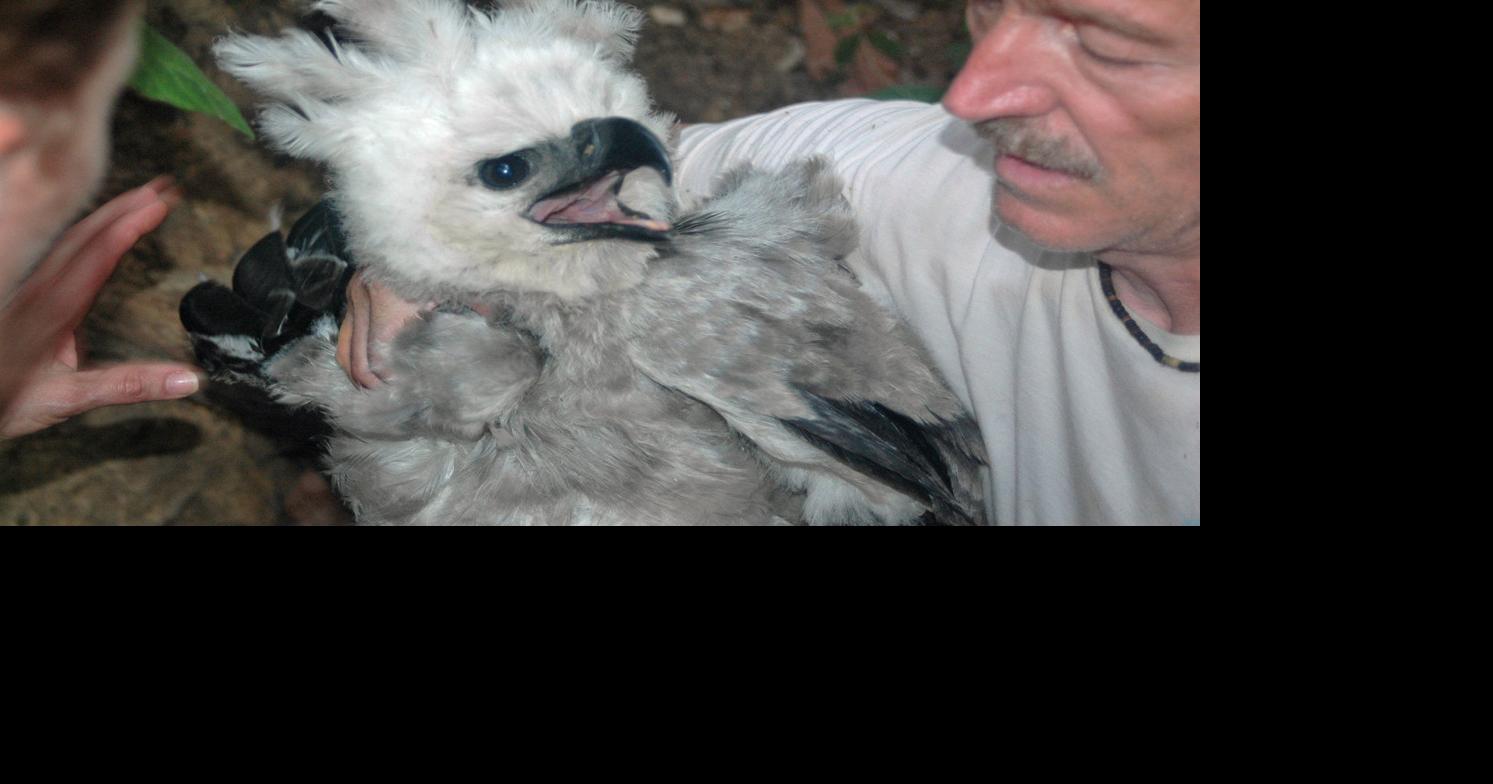 Harpy eagles may disappear as the  forest is cleared •