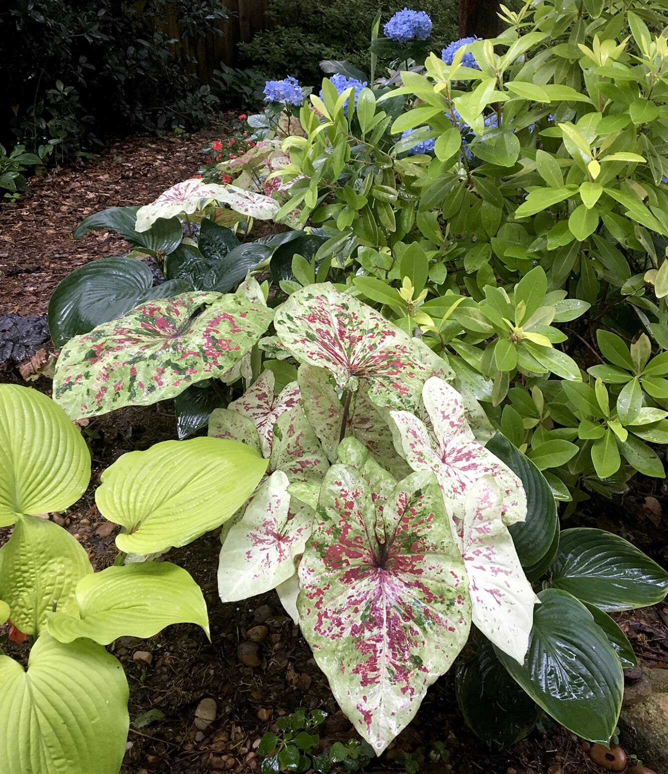 Caladium store and dogs