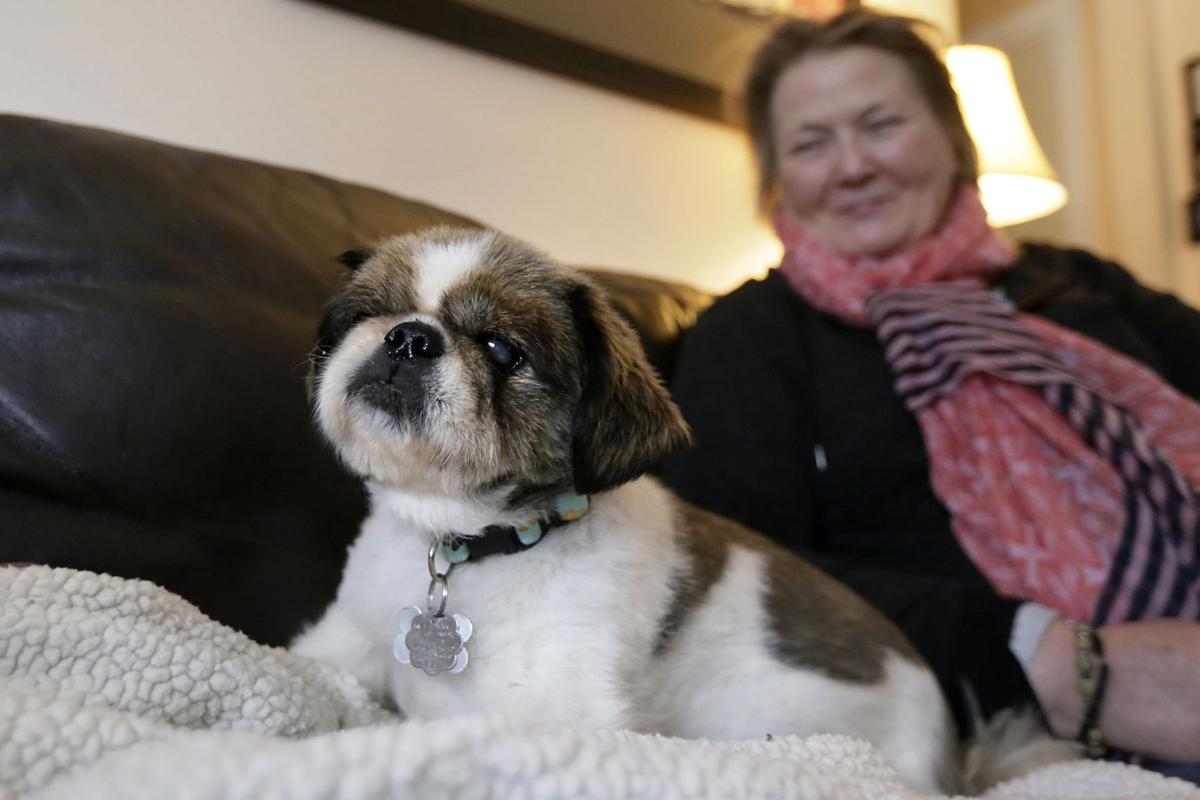 Could Your Dog Have Dementia What You Need To Know About Pet
