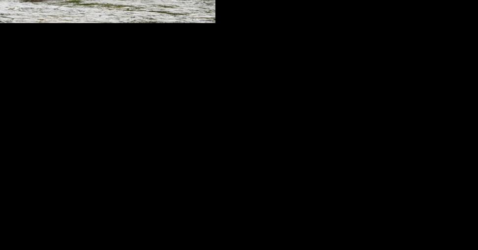Hendrickson Hatch returns to Salmon River in June - Vimarsana News