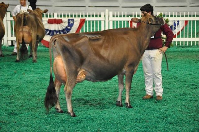 The dairy queen: a history of the Jersey breed worldwide by