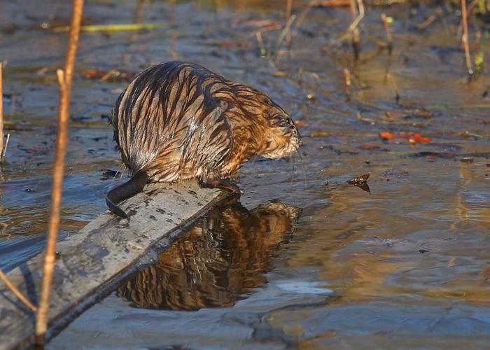 Muskrat Invasive Muskrats fight invasive cattails and help restore biodiversity in Great ...