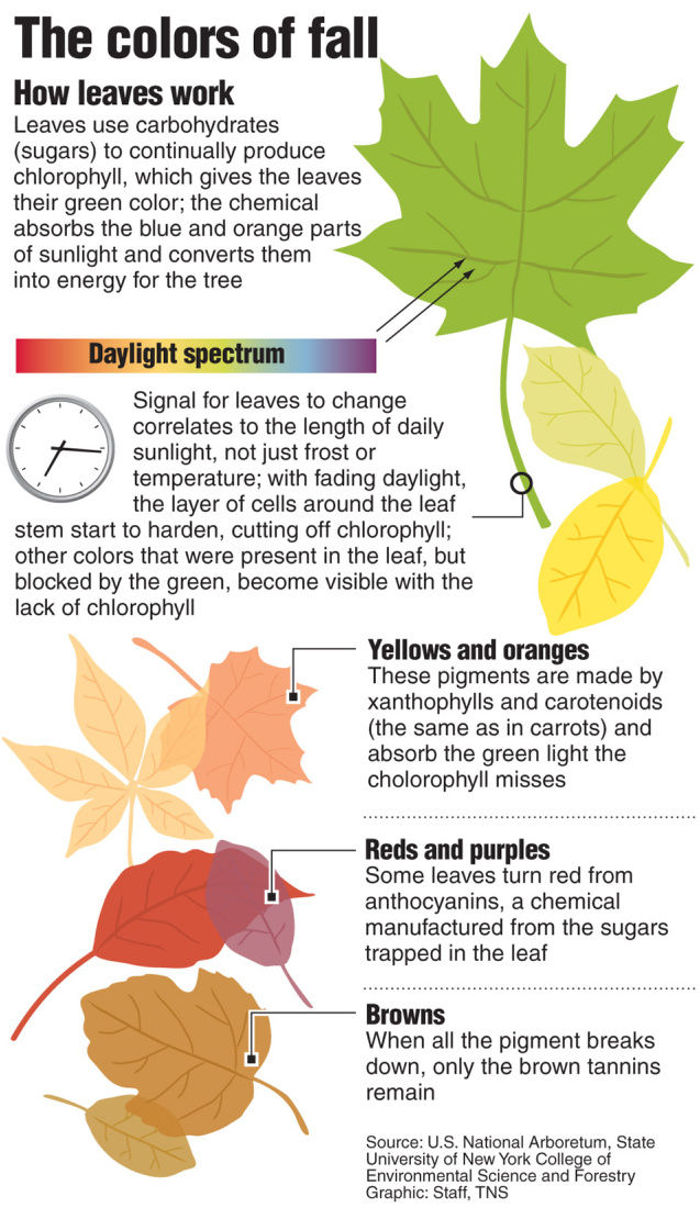 Download Parts Of A Maple Leaf