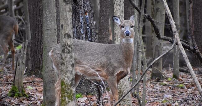 New York proposes changes to increase harvest of antlerless deer