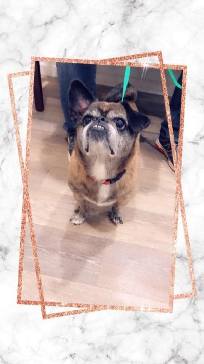 Pet of the week