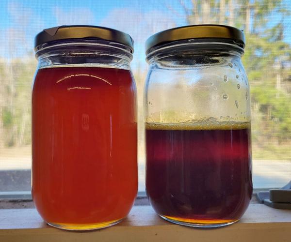 Study explores feasibility of beech syrup production in New York ...