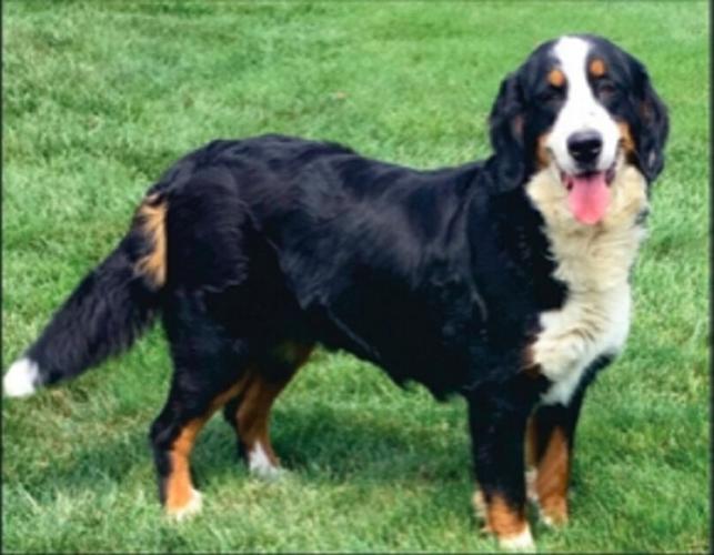 Missing dog still being sought in St. Lawrence Co.