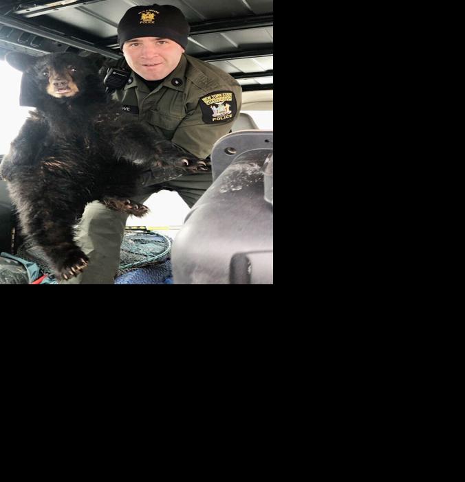 Black bear cub rescued, sent to wildlife center | Community Notes ...