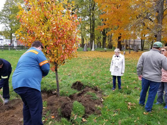 Massena Electric Department recognized as 2020 Tree Line USA recipient