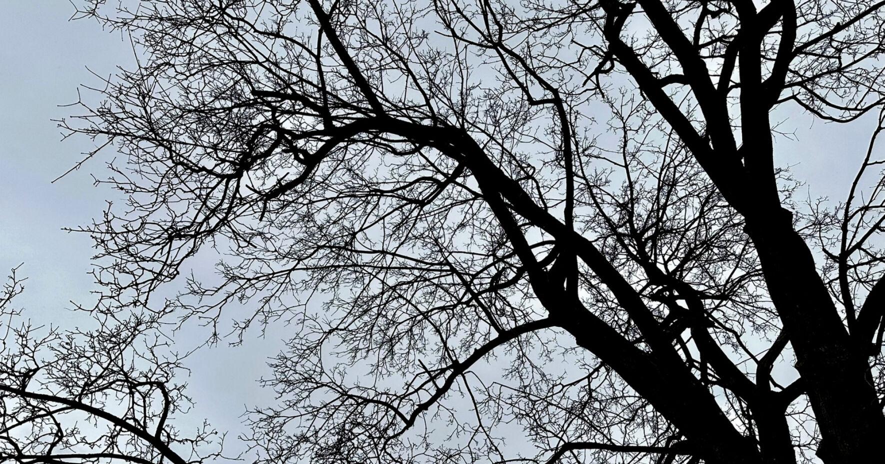 Snow expected to follow Saturday's heavy winds. Weather warning is in effect through Monday. - Vimarsana News