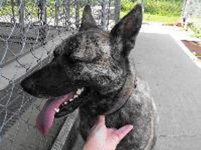 This Week S Featured Pets At The St Lawrence Spca Opinion