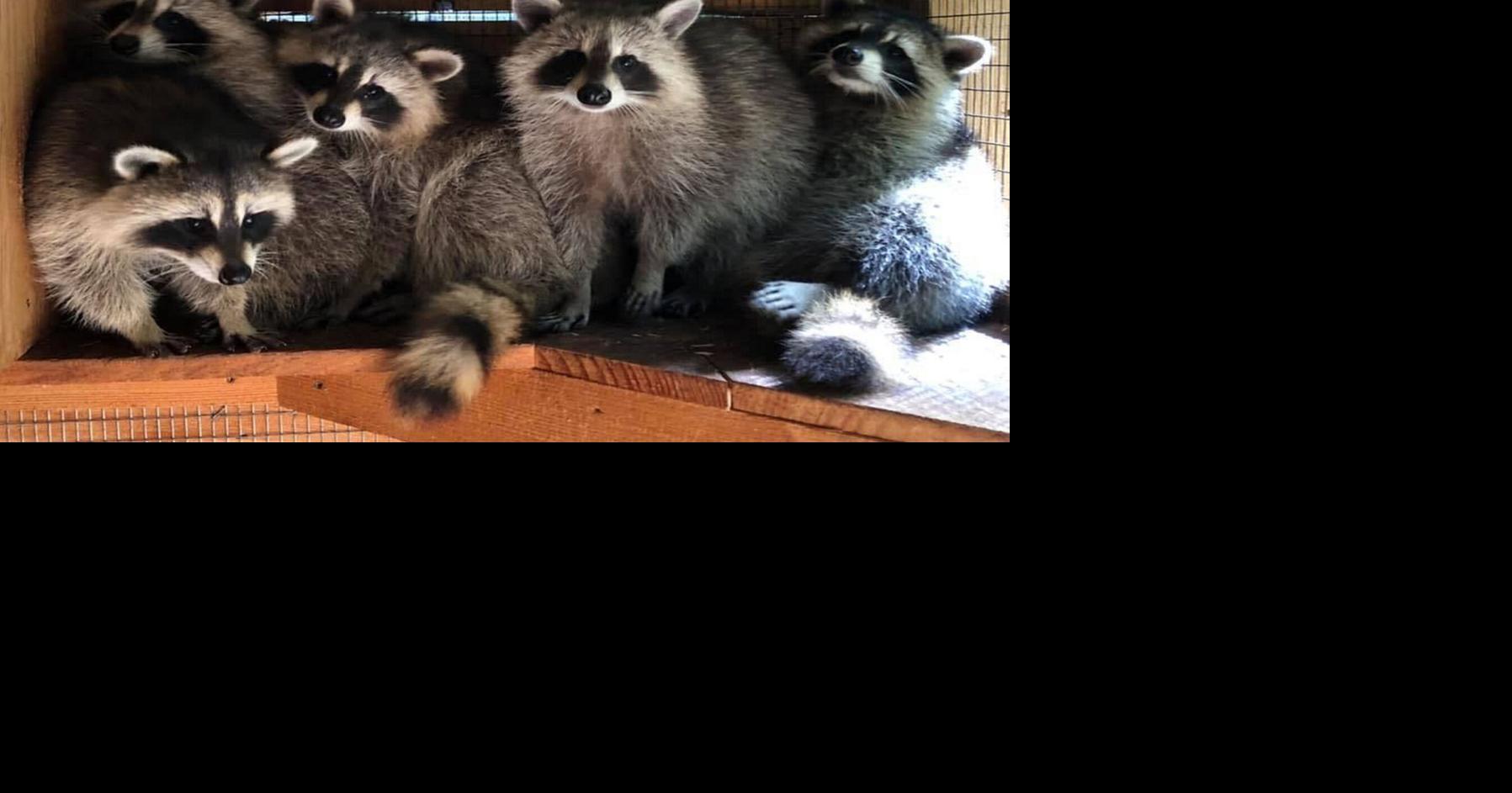Central N.Y. couple is dedicated to saving raccoons