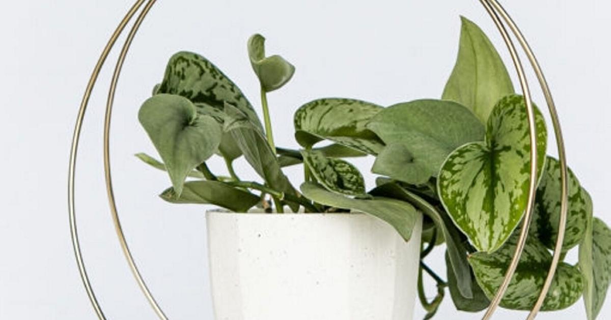 Gift ideas for your plant people | Home and Garden Gift ideas for your plant people | Home and Garden