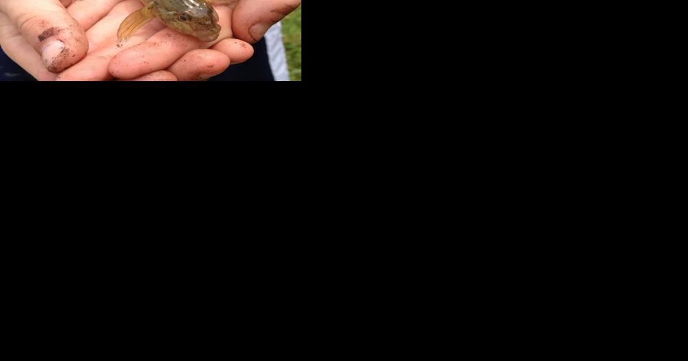 DEC and Great Lakes Research Consortium announce research grants for projects on Lake Ontario and St. Lawrence River - Vimarsana News